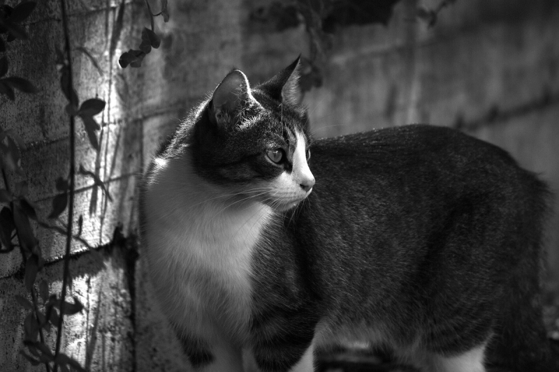 Clicca per l'immagine full size
