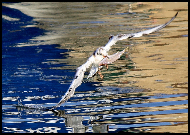 Clicca per l'immagine full size
