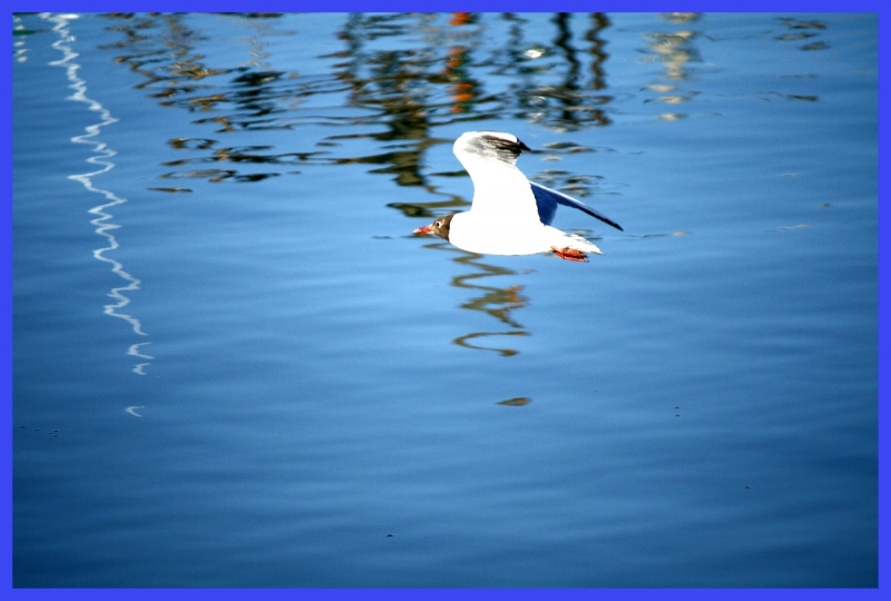 Clicca per l'immagine full size