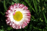 Nome File=primavera.jpg
Dimensione File=69KB
Dimensioni=600x402
Data aggiunta=Mag 06, 2012 primavera.jpg