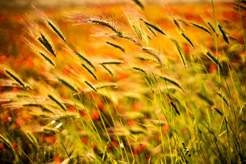 Clicca per l'immagine full size