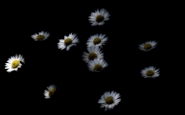 c9.jpg