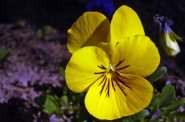 n30.jpg