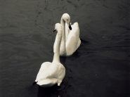 100_2988mm-cn.jpg
