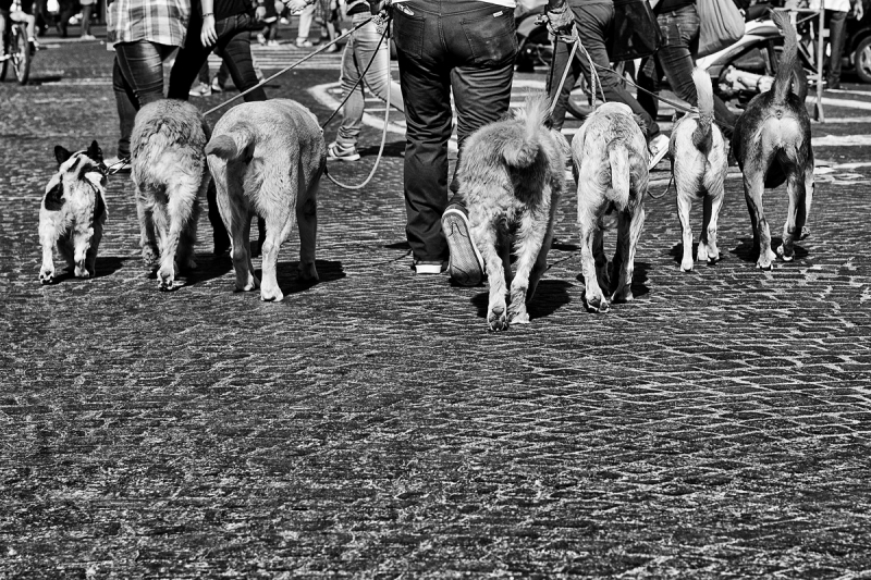 Clicca per l'immagine full size