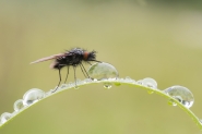 Nome File=Bombylella.jpg
Dimensione File=286KB
Dimensioni=1200x801
Data aggiunta=Mag 15, 2017 Bombylella.jpg