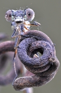 Nome File=Chalcolestes.jpg
Dimensione File=516KB
Dimensioni=680x1024
Data aggiunta=Nov 13, 2014 Chalcolestes.jpg