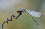 Nome File=Chalcolestes_viridis__♀_03.jpg
Dimensione File=355KB
Dimensioni=1024x680
Data aggiunta=Nov 16, 2014 Chalcolestes_viridis__♀_03.jpg