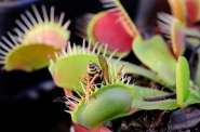 Nome File=Dionaea_Musicpula_-_Copia.jpg
Dimensione File=317KB
Dimensioni=1024x680
Data aggiunta=Ott 10, 2012 Dionaea_Musicpula_-_Copia.jpg