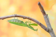 Mantis-religiosa_web.jpg