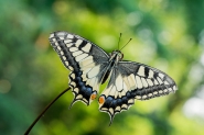 Papilio_macaon_DSC04971.jpg