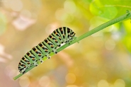 Papilion-machaon_WEB.jpg
