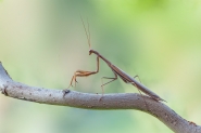 Nome File=mantis.jpg
Dimensione File=224KB
Dimensioni=1024x683
Data aggiunta=Set 18, 2012 mantis.jpg