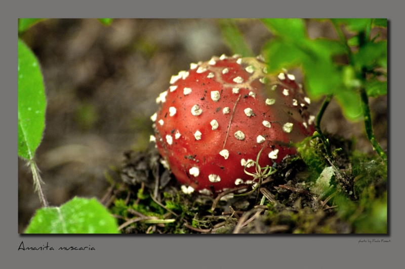 Clicca per l'immagine full size