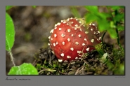 Nome File=Amanita_muscaria.jpg
Dimensione File=541KB
Dimensioni=1076x717
Data aggiunta=Set 04, 2012 Amanita_muscaria.jpg