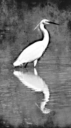 Nome File=garzetta.jpg
Dimensione File=512KB
Dimensioni=663x1200
Data aggiunta=Mag 08, 2013 garzetta.jpg
