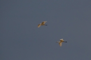 bianco-maggiore-volo.jpg