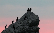 cormorani-alba1.jpg