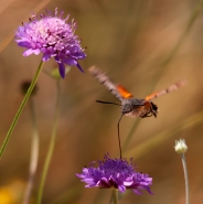 Nome File=farfalla_sfinge_macroglossum_stellatarum_1_(1).jpg
Dimensione File=578KB
Dimensioni=1000x1002
Data aggiunta=Lug 23, 2013 farfalla_sfinge_macroglossum_stellatarum_1_(1).jpg