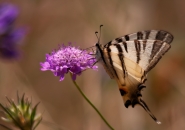 Nome File=iphiclides-podalirius.jpg
Dimensione File=575KB
Dimensioni=1150x810
Data aggiunta=Lug 17, 2013 iphiclides-podalirius.jpg