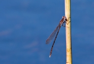 Nome File=libellula-x.jpg
Dimensione File=509KB
Dimensioni=1200x811
Data aggiunta=Apr 13, 2013 libellula-x.jpg