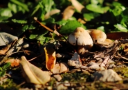 Nome File=micro_funghi1.JPG
Dimensione File=587KB
Dimensioni=930x661
Data aggiunta=Nov 09, 2012 micro_funghi1.JPG