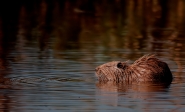 Nome File=nutria-1c.jpg
Dimensione File=578KB
Dimensioni=1200x730
Data aggiunta=Ott 05, 2013 nutria-1c.jpg