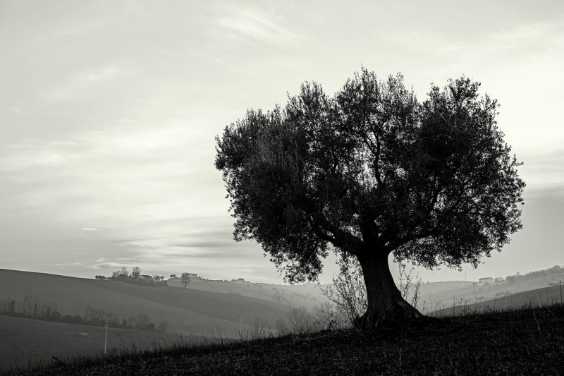 Clicca per l'immagine full size