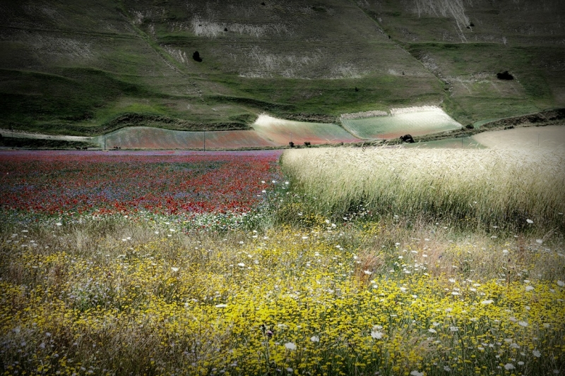 Clicca per l'immagine full size