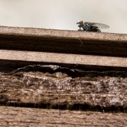 Nome File=the_fly_-_MM.jpg
Dimensione File=283KB
Dimensioni=1200x1200
Data aggiunta=Ott 28, 2013 the_fly_-_MM.jpg
