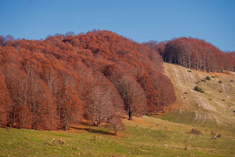 Clicca per l'immagine full size