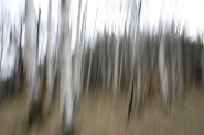 Nome File=bosco_di_betulle.jpg
Dimensione File=201KB
Dimensioni=1200x800
Data aggiunta=Nov 10, 2012 bosco_di_betulle.jpg