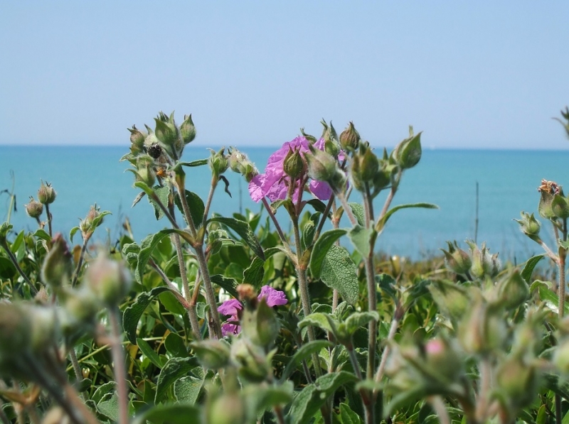 Clicca per l'immagine full size