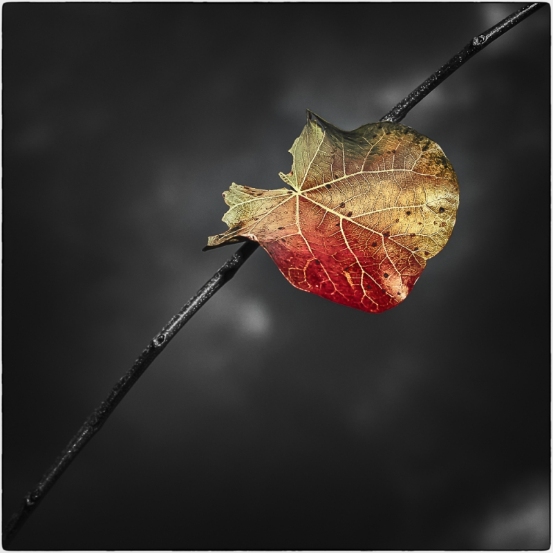 Clicca per l'immagine full size