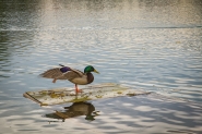 IMG_5981.jpg