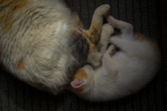 Nome File=amore_embrionale.jpg
Dimensione File=534KB
Dimensioni=1000x667
Data aggiunta=Lug 09, 2024 amore_embrionale.jpg