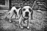 Nome File=beagle_s_View.jpg
Dimensione File=483KB
Dimensioni=1000x664
Data aggiunta=Nov 10, 2013 beagle_s_View.jpg