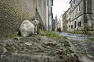 Nome File=cat_s_life.jpg
Dimensione File=593KB
Dimensioni=870x578
Data aggiunta=Apr 29, 2014 cat_s_life.jpg