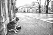 Nome File=l_attesa_(_Waiting_).jpg
Dimensione File=520KB
Dimensioni=1000x662
Data aggiunta=Gen 14, 2020 l_attesa_(_Waiting_).jpg