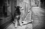 Nome File=neanche_un_cane_in_giro____.jpg
Dimensione File=472KB
Dimensioni=1000x662
Data aggiunta=Apr 14, 2020 neanche_un_cane_in_giro____.jpg