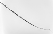 Nome File=pigeon_airline.jpg
Dimensione File=109KB
Dimensioni=1000x662
Data aggiunta=Dic 26, 2017 pigeon_airline.jpg