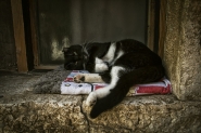 Nome File=siesta.jpg
Dimensione File=319KB
Dimensioni=1000x667
Data aggiunta=Ott 30, 2023 siesta.jpg