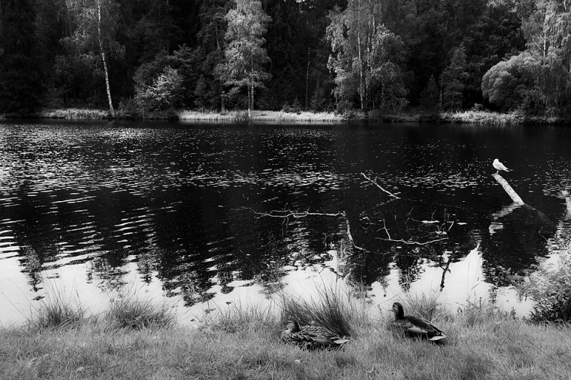 Clicca per l'immagine full size