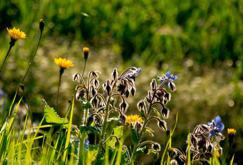 Clicca per l'immagine full size