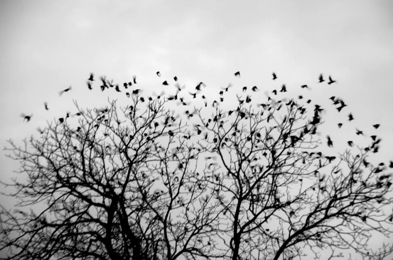 Clicca per l'immagine full size
