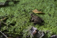 Nome File=IL_PRINCIPE_AZZURRO.jpg
Dimensione File=595KB
Dimensioni=790x526
Data aggiunta=Set 17, 2019 IL_PRINCIPE_AZZURRO.jpg