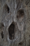 Nome File=L_urlo_degli_ulivi_di_Pomata_rid.jpg
Dimensione File=591KB
Dimensioni=630x948
Data aggiunta=Set 17, 2016 L_urlo_degli_ulivi_di_Pomata_rid.jpg