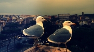 Roma-Colosseo.jpg
