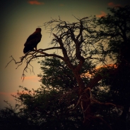 avvoltoio-notte.jpg