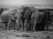 elefanti-.jpg